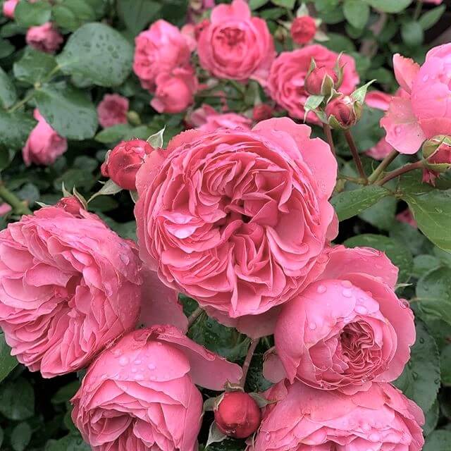 Leonardo da Vinci ® Floribunda Roses garden rose bushes potted or bare root plants