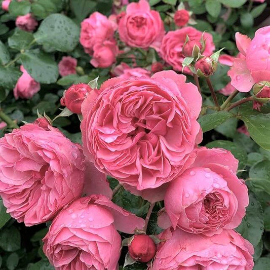 Leonardo da Vinci ® Floribunda Roses garden rose bushes potted or bare root plants
