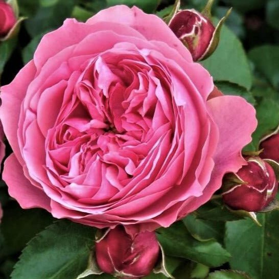 Leonardo da Vinci ® Floribunda Roses garden rose bushes potted or bare root plants