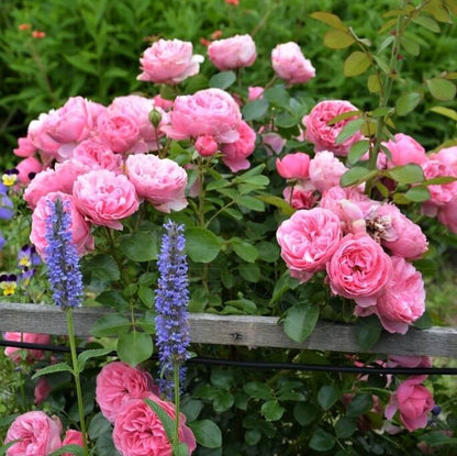 Leonardo da Vinci ® Floribunda Roses garden rose bushes potted or bare root plants