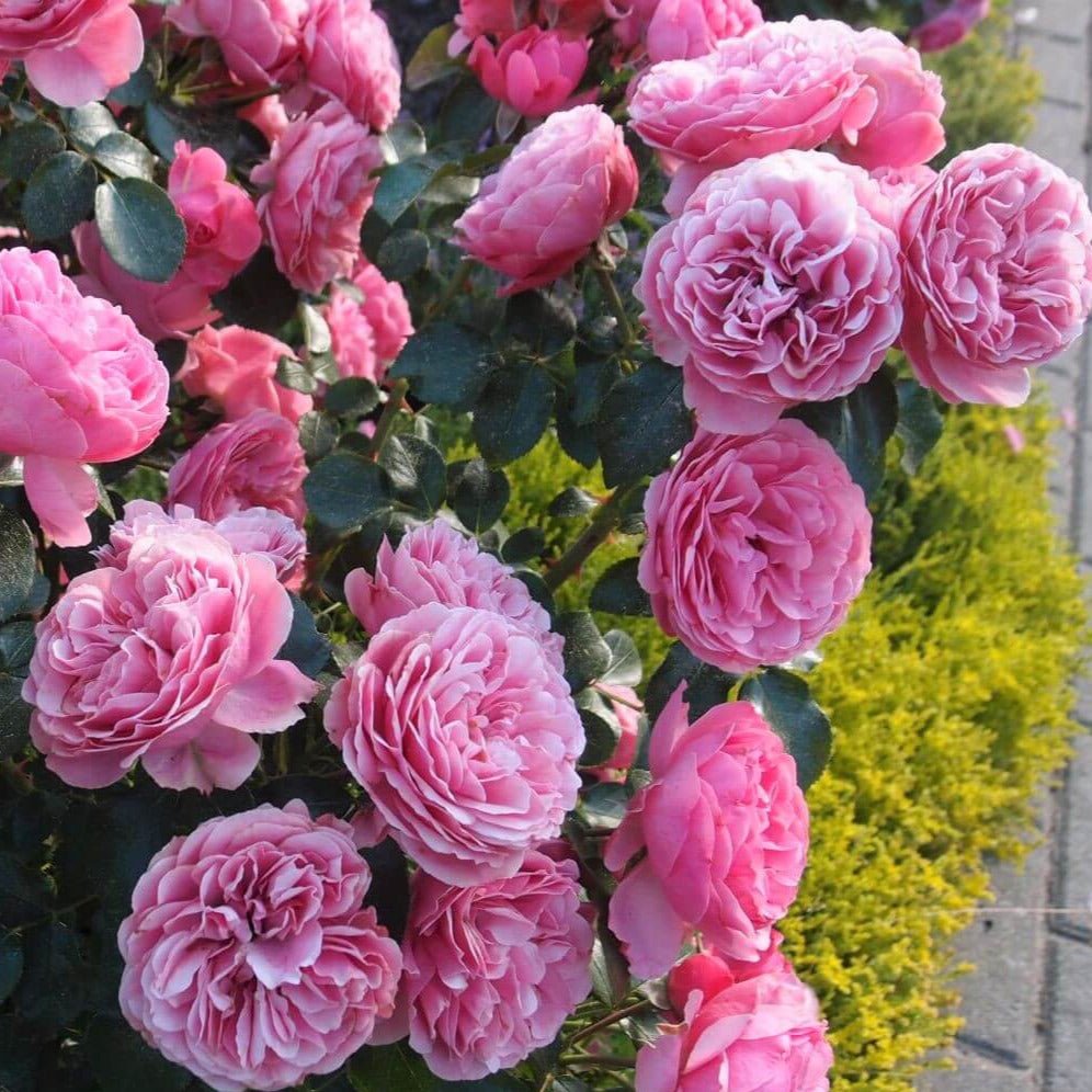 Leonardo da Vinci ® Floribunda Roses garden rose bushes potted or bare root plants