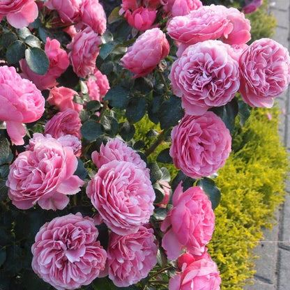Leonardo da Vinci ® Floribunda Roses garden rose bushes potted or bare root plants