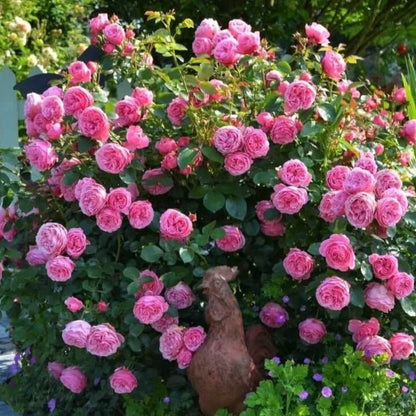 Leonardo da Vinci ® Floribunda Roses garden rose bushes potted or bare root plants