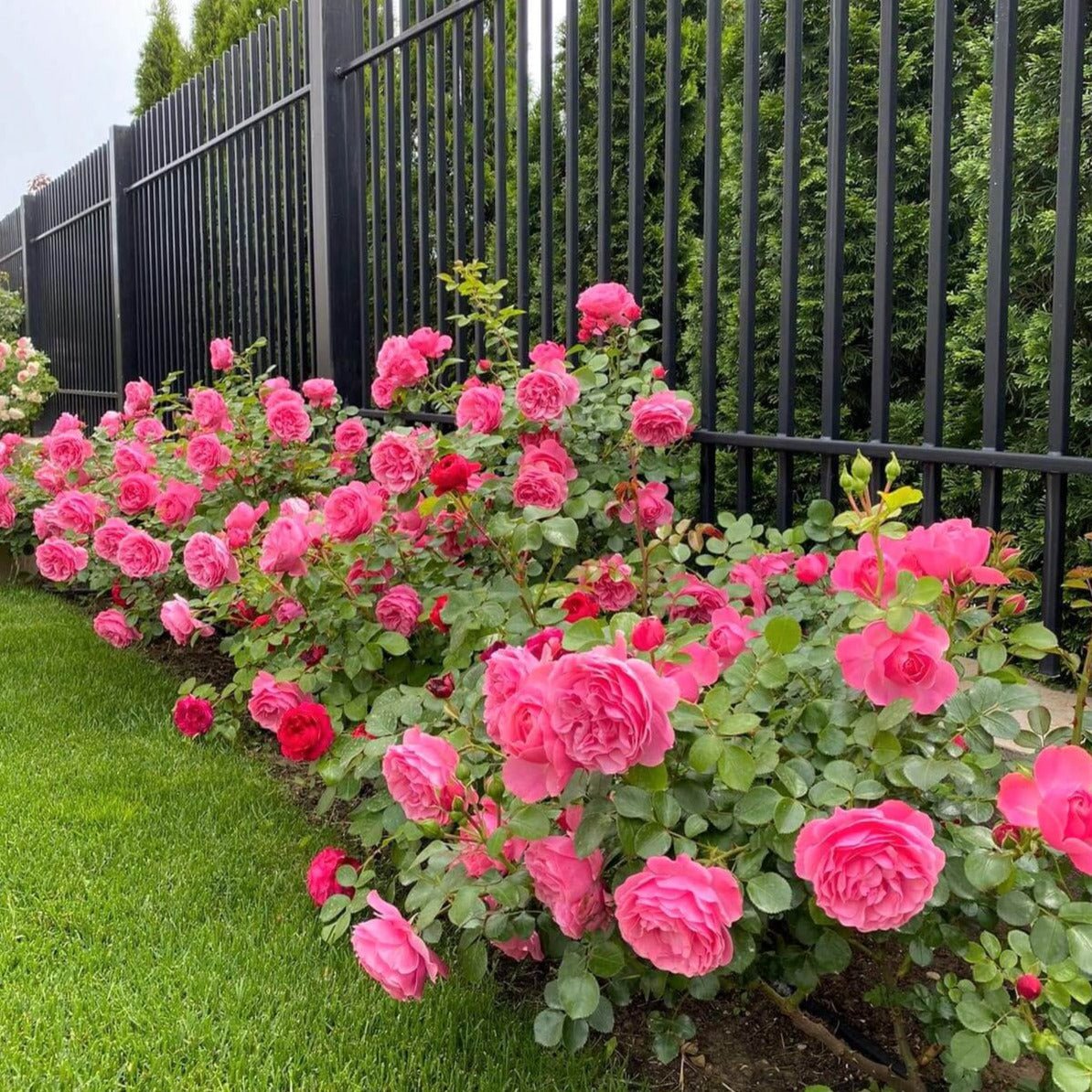 Leonardo da Vinci ® Floribunda Roses garden rose bushes potted or bare root plants