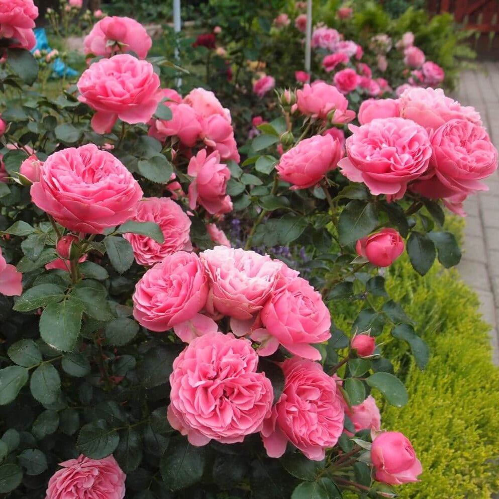 Leonardo da Vinci ® Floribunda Roses garden rose bushes potted or bare root plants