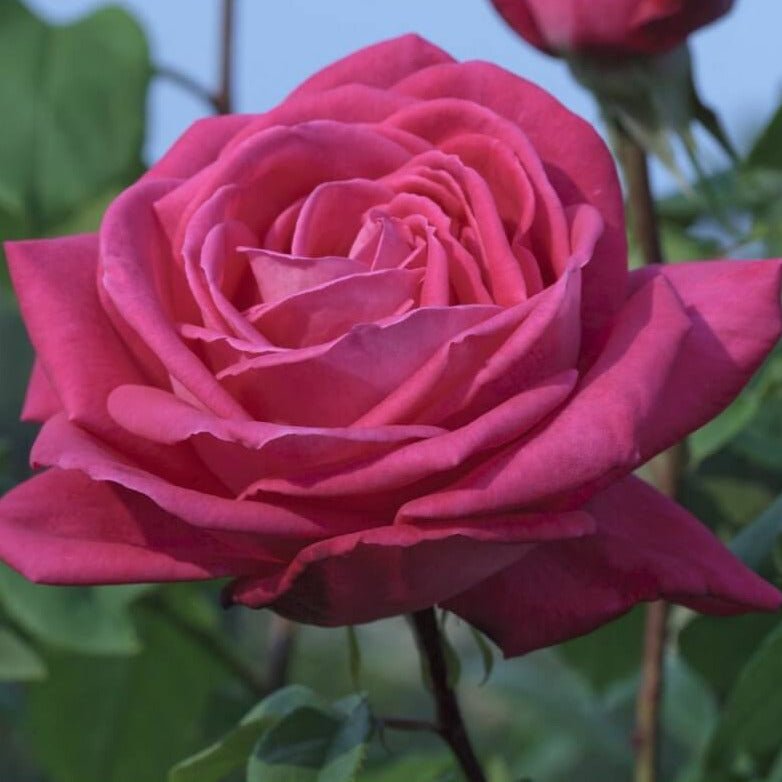 Lolita Lempicka ® Climbing Roses garden rose bushes potted or bare root plants