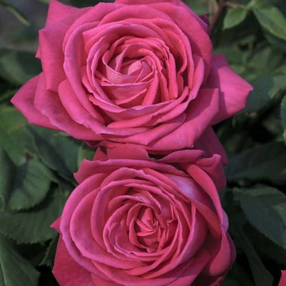 Lolita Lempicka ® Climbing Roses garden rose bushes potted or bare root plants