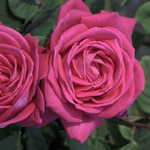 Lolita Lempicka ® Climbing Roses garden rose bushes potted or bare root plants