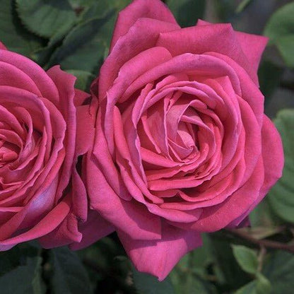 Lolita Lempicka ® Climbing Roses garden rose bushes potted or bare root plants