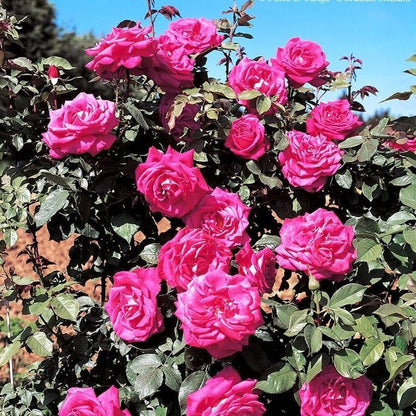 Lolita Lempicka ® Climbing Roses garden rose bushes potted or bare root plants