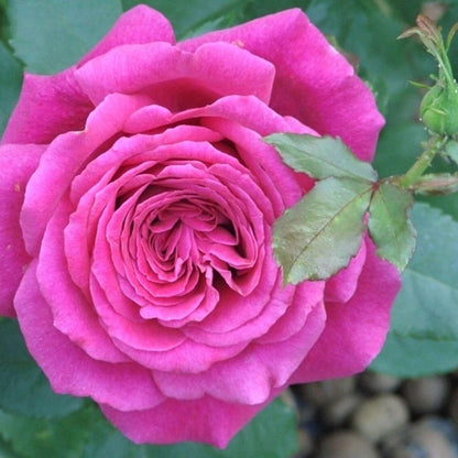 Lolita Lempicka ® Climbing Roses garden rose bushes potted or bare root plants