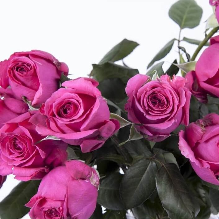 Lolita Lempicka ® Climbing Roses garden rose bushes potted or bare root plants