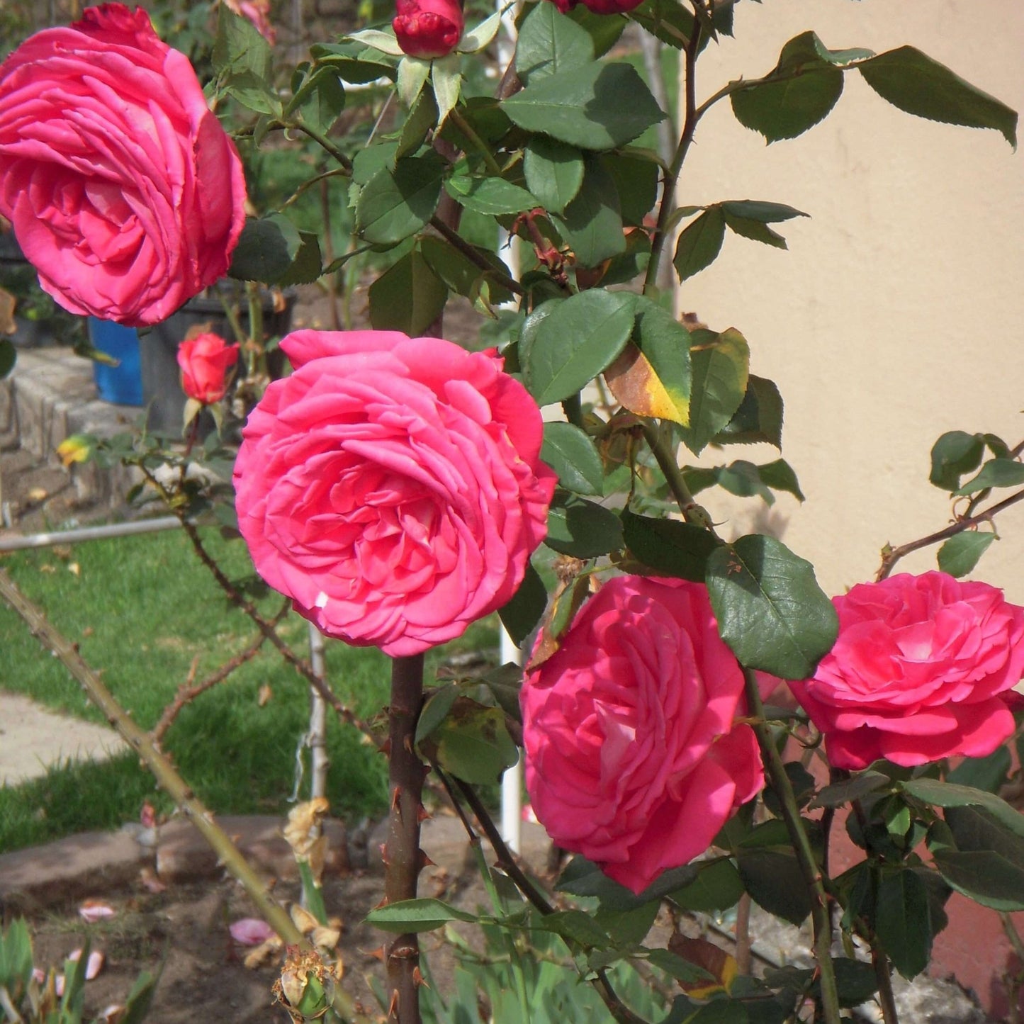 Lolita Lempicka ® Climbing Roses garden rose bushes potted or bare root plants
