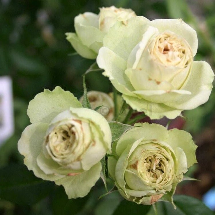 Lovely Green ® Floribunda Roses garden rose bushes potted or bare root plants