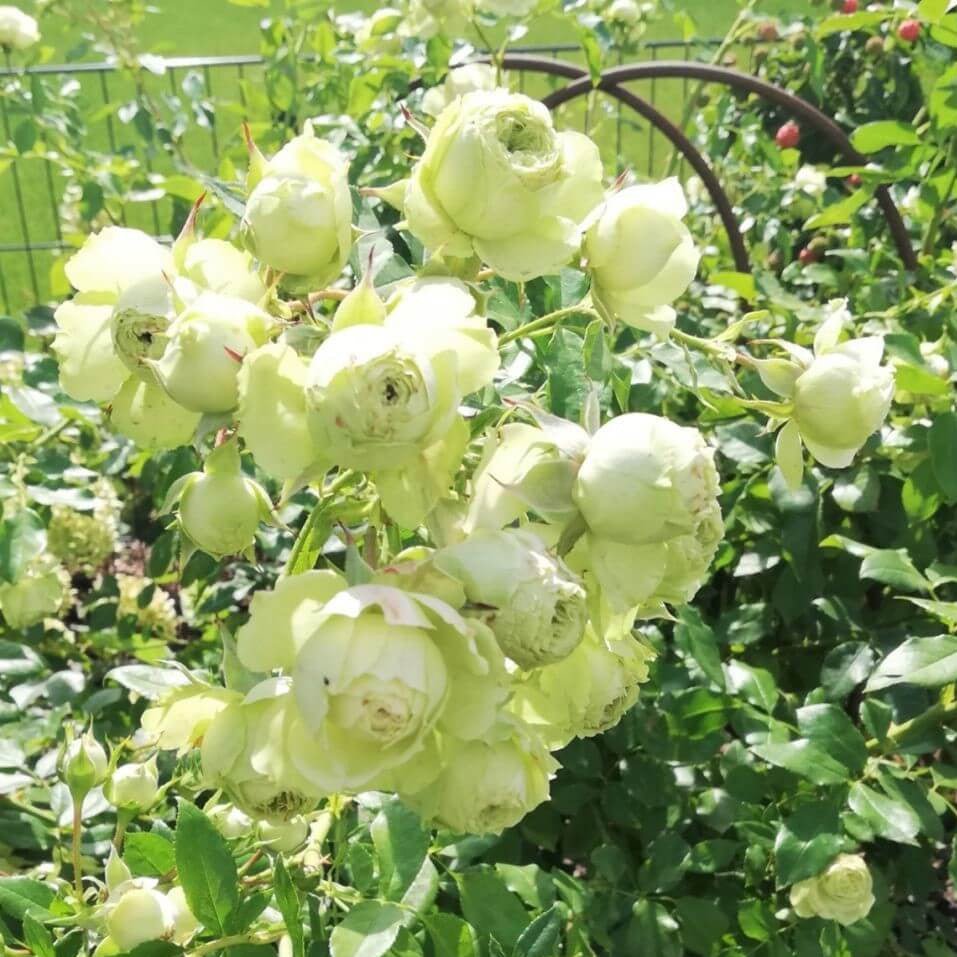 Lovely Green ® Floribunda Roses garden rose bushes potted or bare root plants