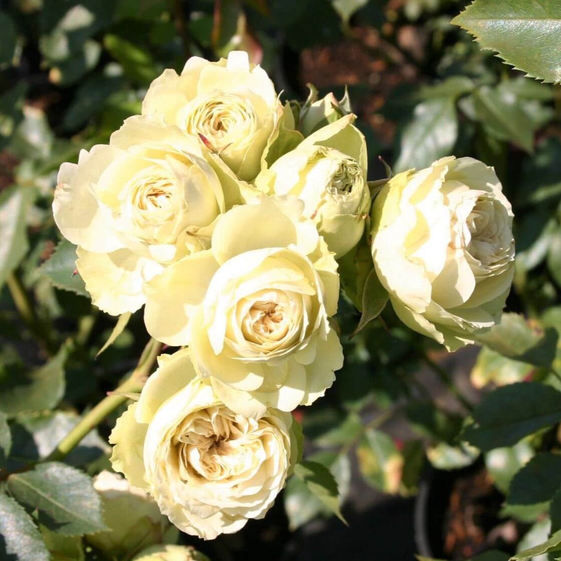 Lovely Green ® Floribunda Roses garden rose bushes potted or bare root plants
