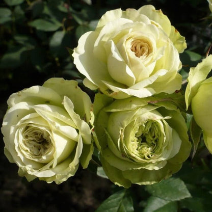 Lovely Green ® Floribunda Roses garden rose bushes potted or bare root plants
