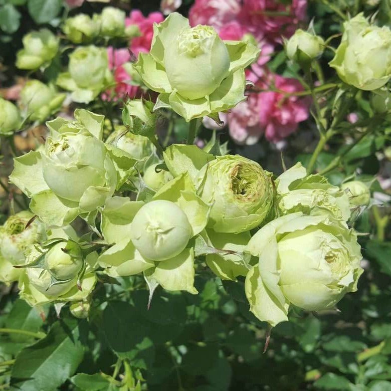 Lovely Green ® Floribunda Roses garden rose bushes potted or bare root plants