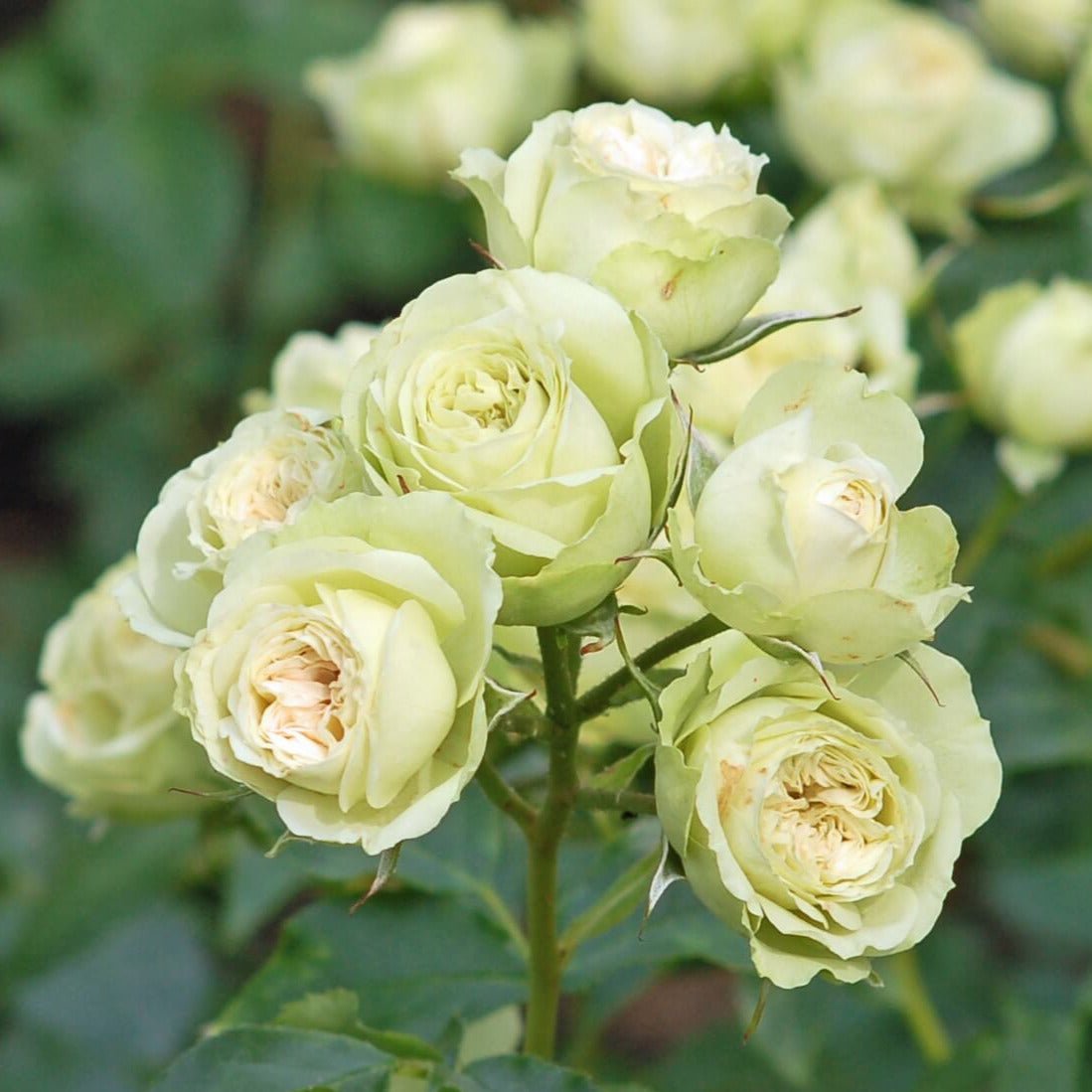 Lovely Green ® Floribunda Roses garden rose bushes potted or bare root plants