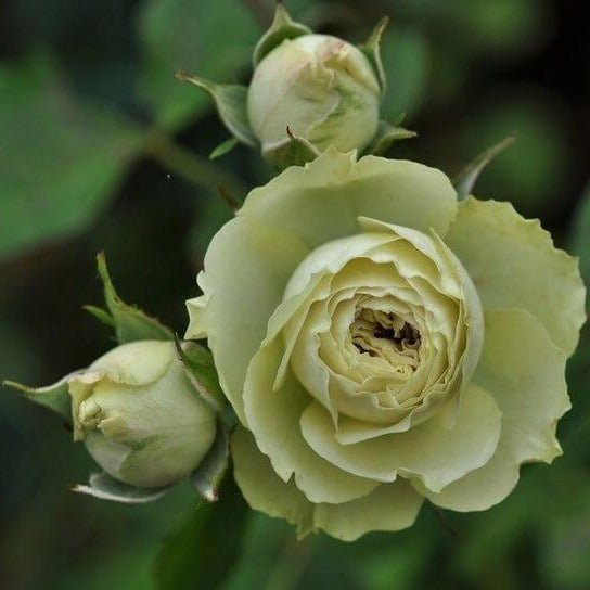 Lovely Green ® Floribunda Roses garden rose bushes potted or bare root plants