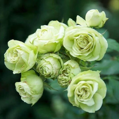 Lovely Green ® Floribunda Roses garden rose bushes potted or bare root plants