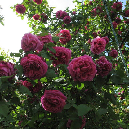 Madame Isaac Pereire ® Climbing Roses garden rose bushes potted or bare root plants