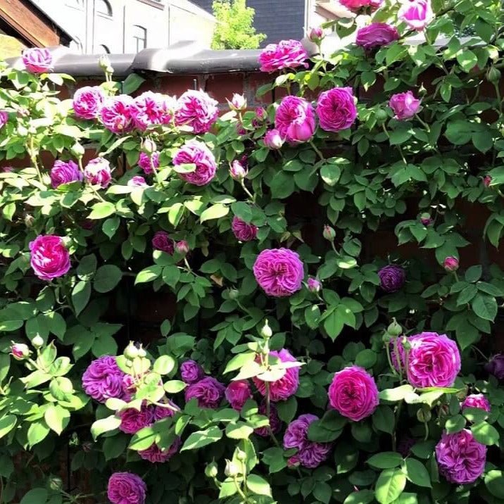 Madame Isaac Pereire ® Climbing Roses garden rose bushes potted or bare root plants