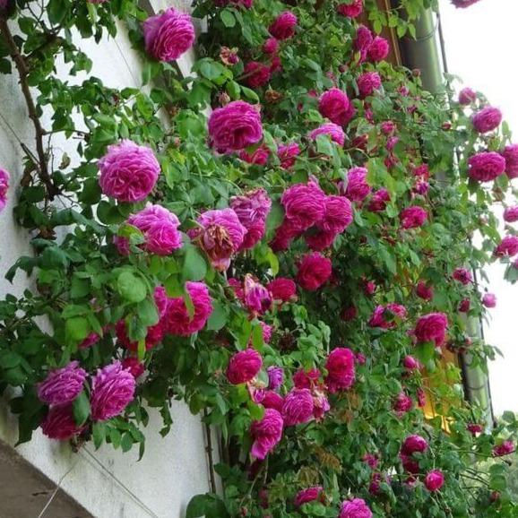 Madame Isaac Pereire ® Climbing Roses garden rose bushes potted or bare root plants