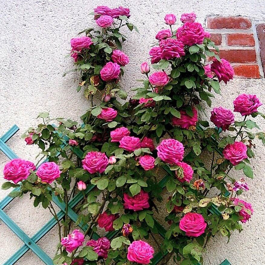 Madame Isaac Pereire ® Climbing Roses garden rose bushes potted or bare root plants