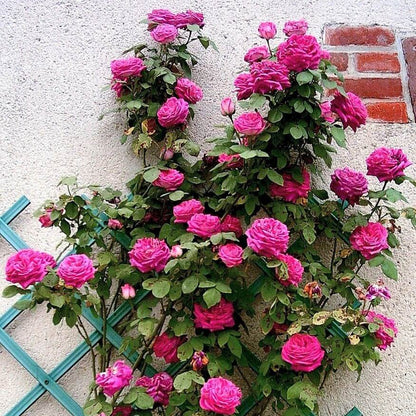 Madame Isaac Pereire ® Climbing Roses garden rose bushes potted or bare root plants
