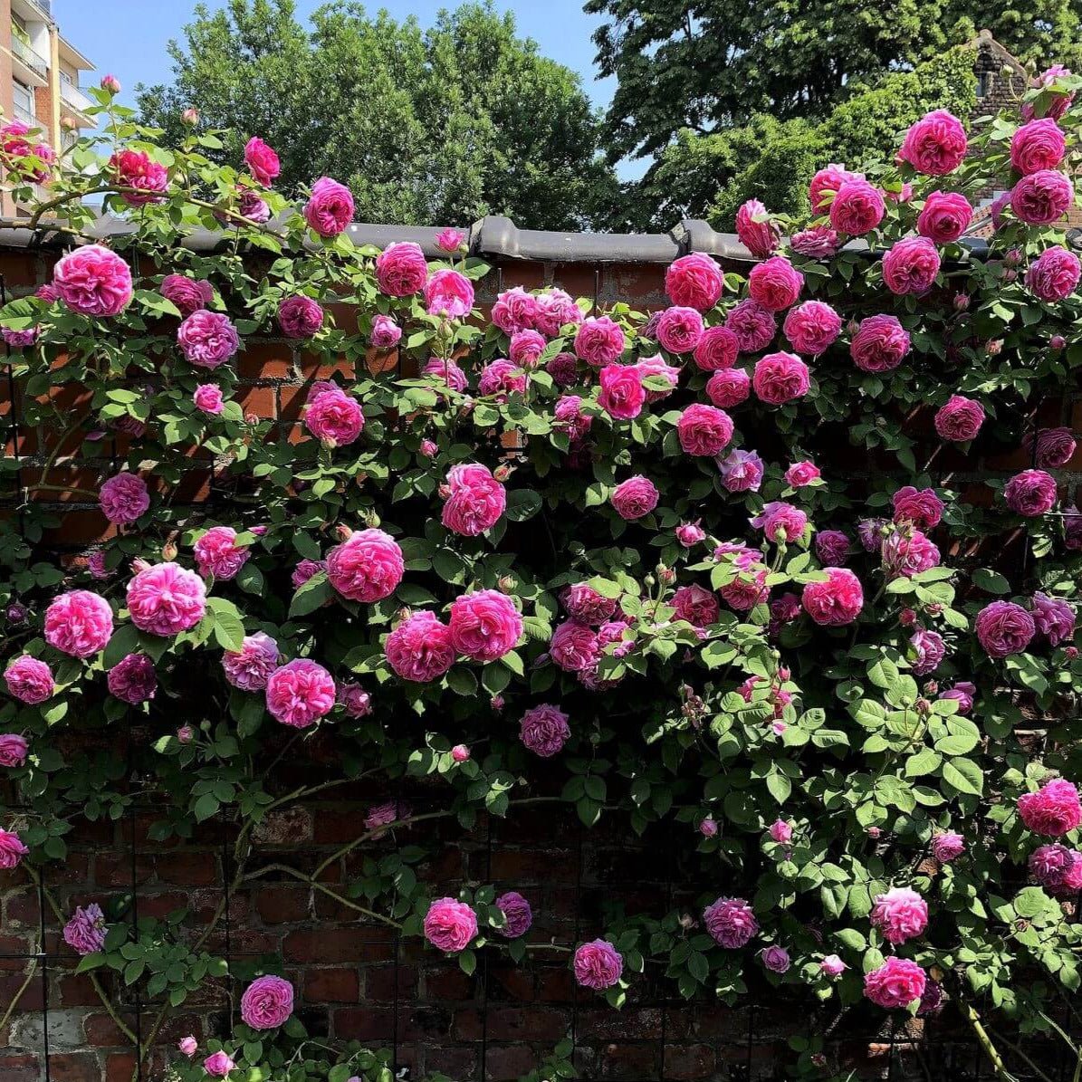 Madame Isaac Pereire ® Climbing Roses garden rose bushes potted or bare root plants