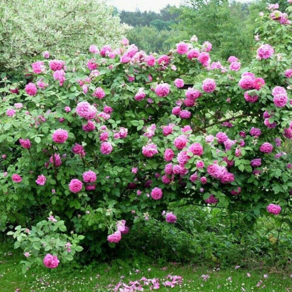 Madame Isaac Pereire ® Climbing Roses garden rose bushes potted or bare root plants