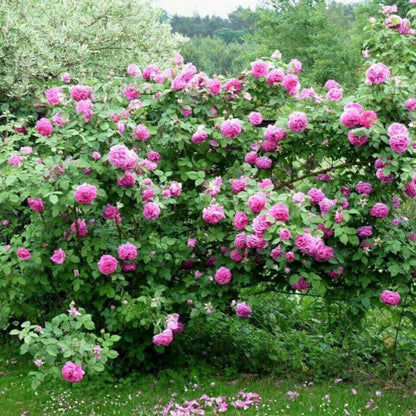 Madame Isaac Pereire ® Climbing Roses garden rose bushes potted or bare root plants