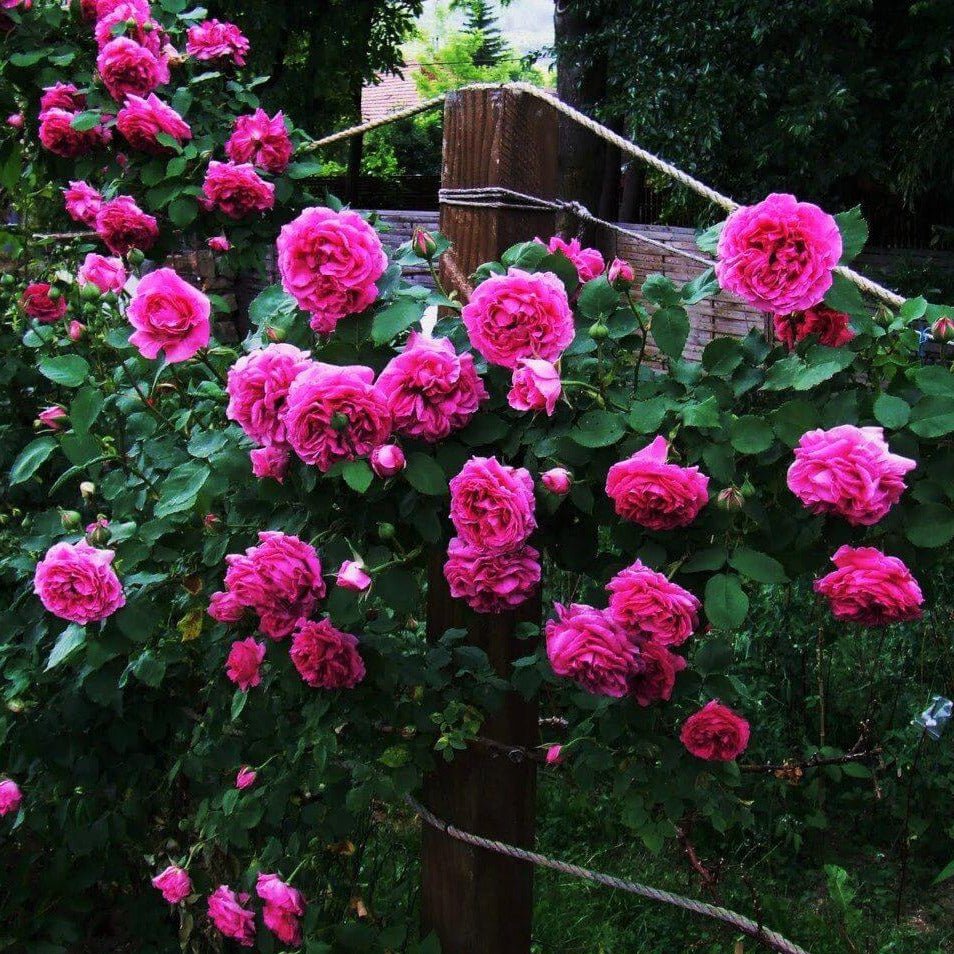 Madame Isaac Pereire ® Climbing Roses garden rose bushes potted or bare root plants