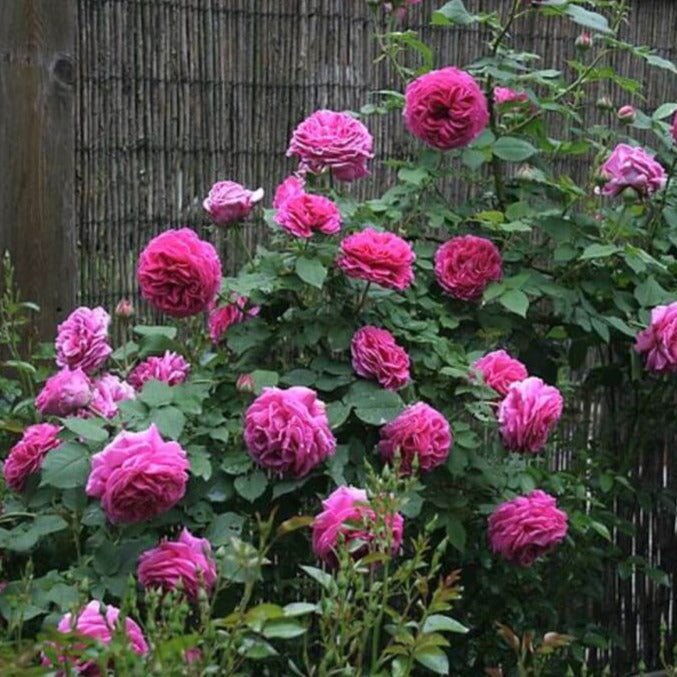 Madame Isaac Pereire ® Climbing Roses garden rose bushes potted or bare root plants