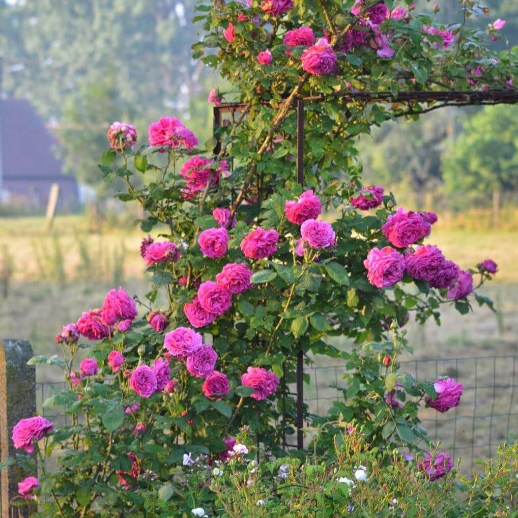 Madame Isaac Pereire ® Climbing Roses garden rose bushes potted or bare root plants