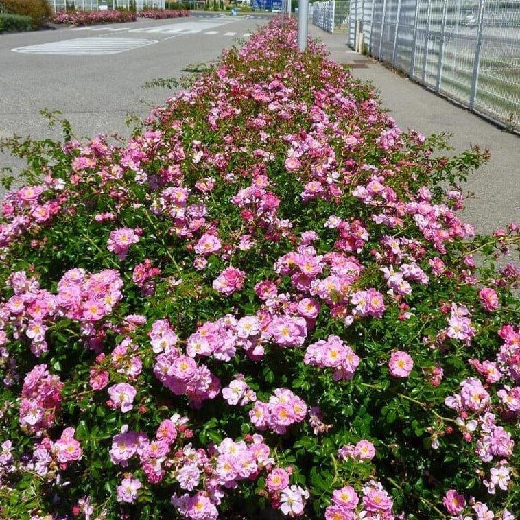 MAGIC MEILLANDECOR ® Plants garden rose bushes potted or bare root plants
