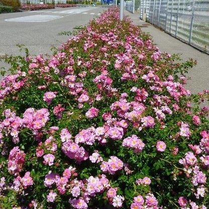 MAGIC MEILLANDECOR ® Plants garden rose bushes potted or bare root plants