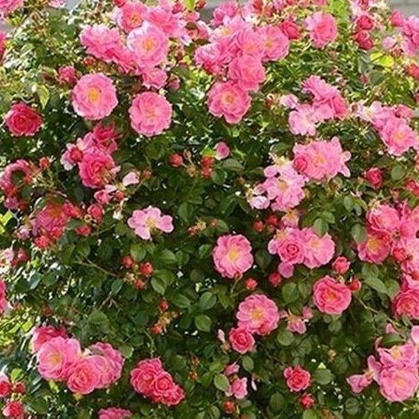 MAGIC MEILLANDECOR ® Plants garden rose bushes potted or bare root plants