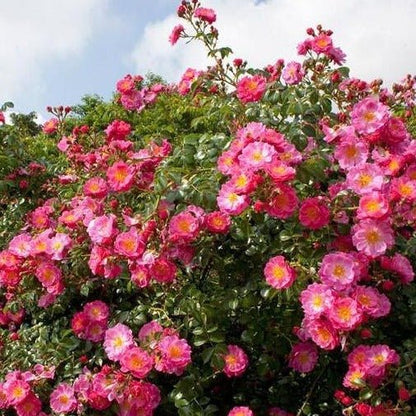MAGIC MEILLANDECOR ® Plants garden rose bushes potted or bare root plants