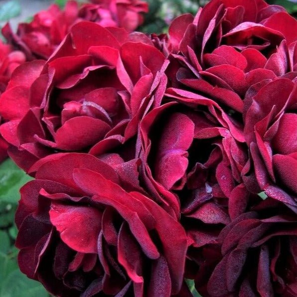 Malicorne ® Floribunda Roses garden rose bushes potted or bare root plants