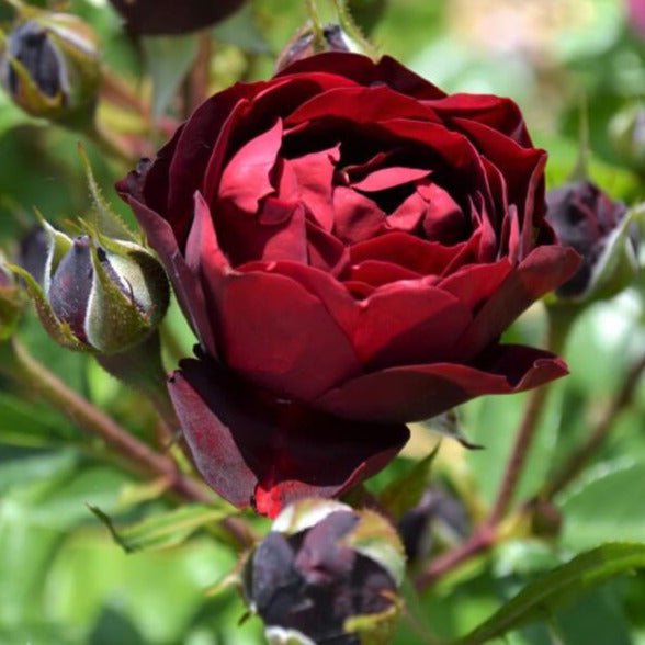 Malicorne ® Floribunda Roses garden rose bushes potted or bare root plants