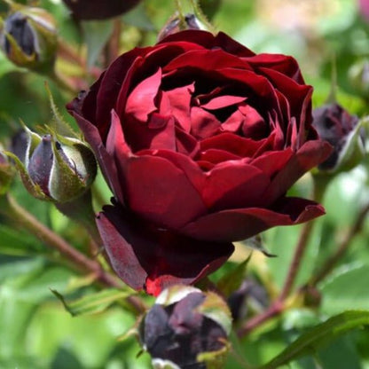 Malicorne ® Floribunda Roses garden rose bushes potted or bare root plants