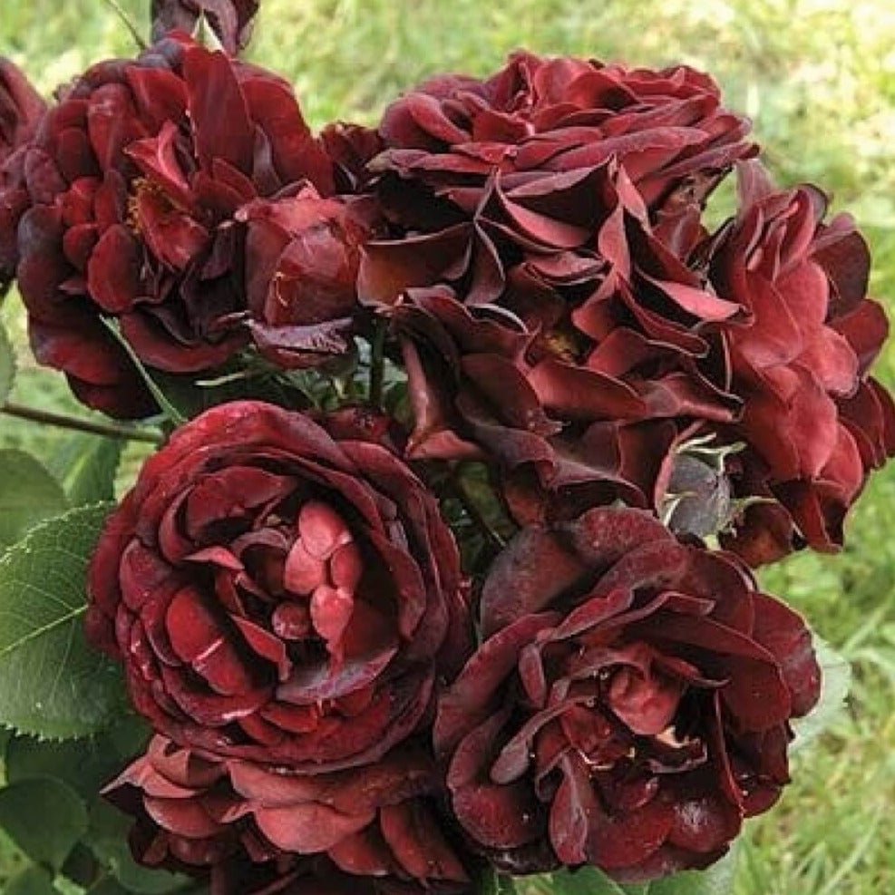 Malicorne ® Floribunda Roses garden rose bushes potted or bare root plants