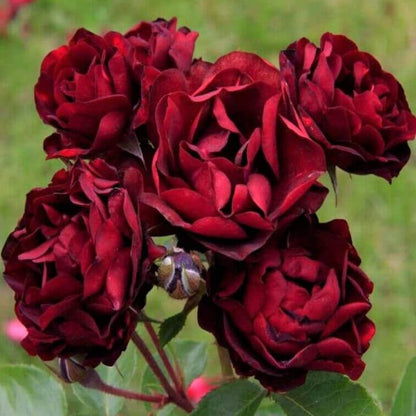Malicorne ® Floribunda Roses garden rose bushes potted or bare root plants