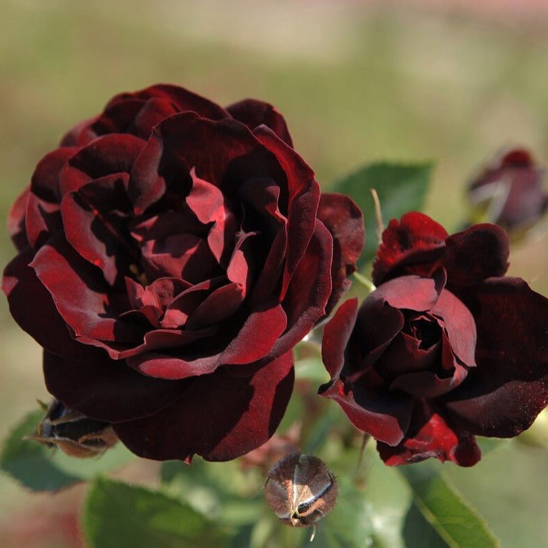 Malicorne ® Floribunda Roses garden rose bushes potted or bare root plants