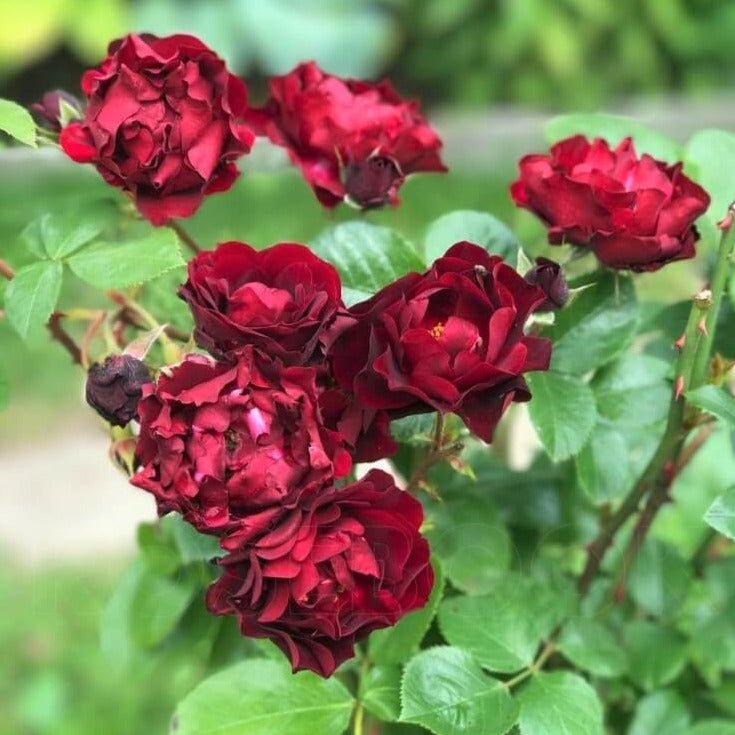 Malicorne ® Floribunda Roses garden rose bushes potted or bare root plants