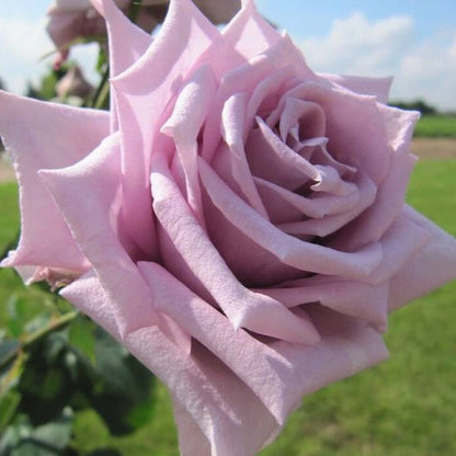 Mamy Blue ® Hybrid Tea Roses garden rose bushes potted or bare root plants