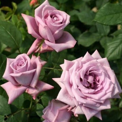 Mamy Blue ® Hybrid Tea Roses garden rose bushes potted or bare root plants