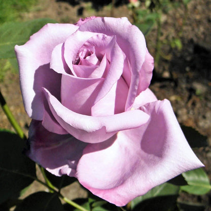 Mamy Blue ® Hybrid Tea Roses garden rose bushes potted or bare root plants